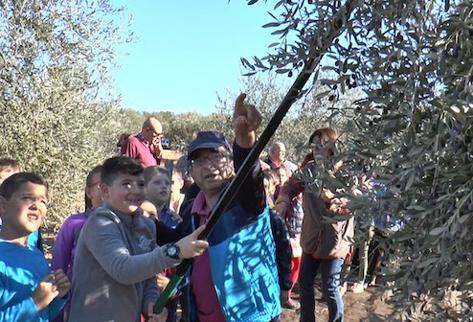 Escolares de 4º de Primaria participaron en un nuevo taller intergeneracional de Recogida de Aceitunas