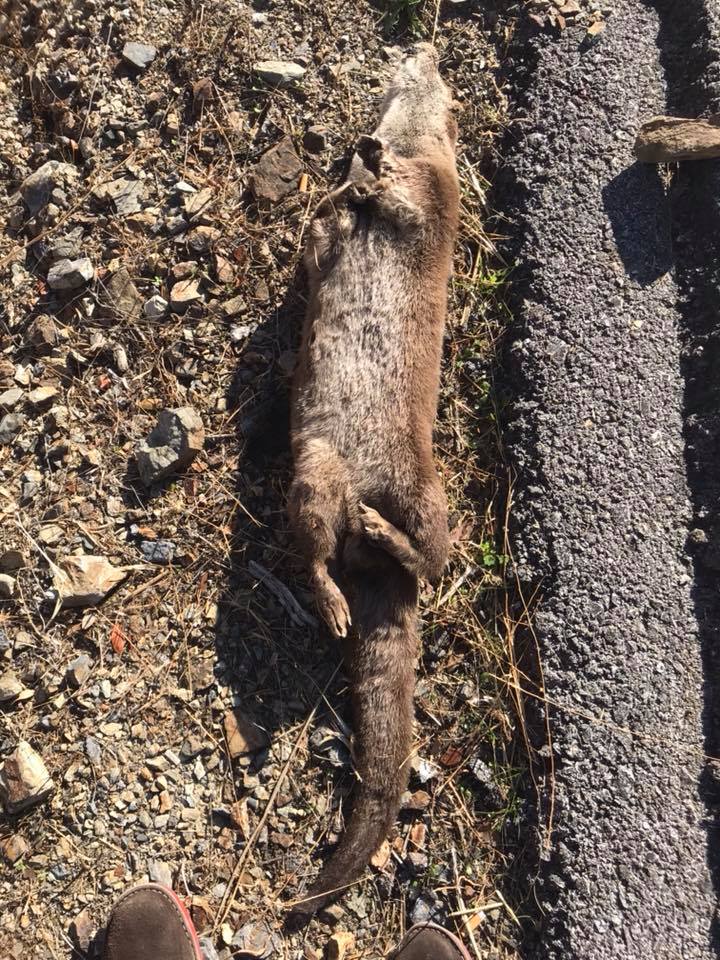 Cúriga Monesterio denuncia el atropello de una nutria cerca de la Presa de Tentudía
