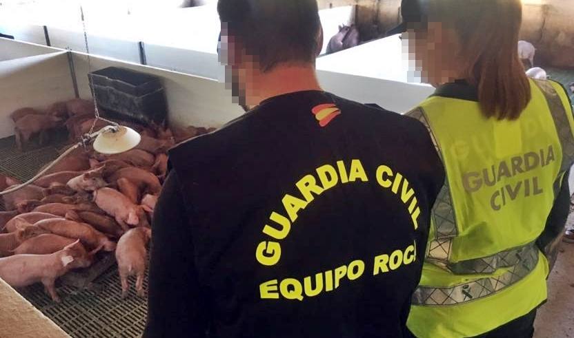 Detenidos por la Guardia Civil los integrantes de un grupo delictivo por la sustracción de casi un centenar de cabezas de ganado porcino