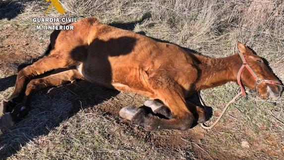 La Guardia Civil investigó a un ciudadano portugués por un delito de maltrato animal, con resultado de muerte