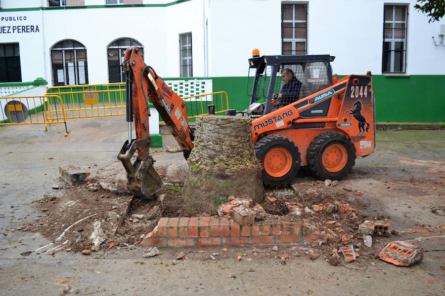 El Ayuntamiento retira los tocones de las palmeras del patio del CEIP