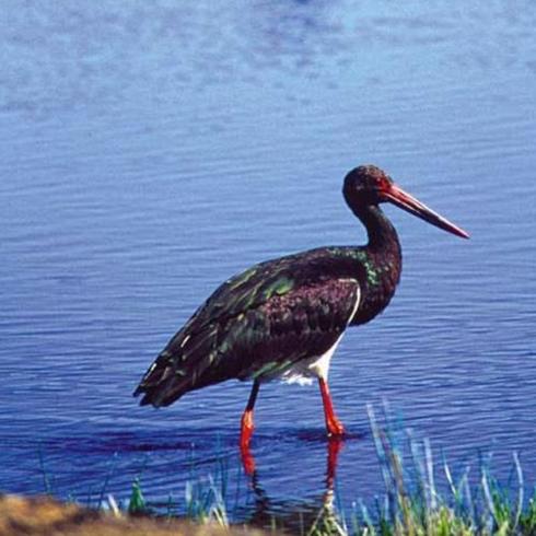 SEO/Birdlife echa en falta a Monesterio y a Tentudía en el plan para recuperar a la cigüeña negra