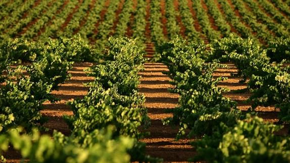 D.O. Ribera del Guadiana apuesta por la formación