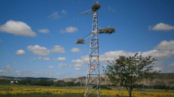 Las cigüeñas "son las responsables" de los contínuos cortes de luz