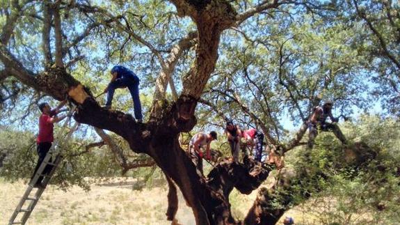 Jóvenes desempleados se formarán en el CID Tentudía sobre aprovechamientos forestales