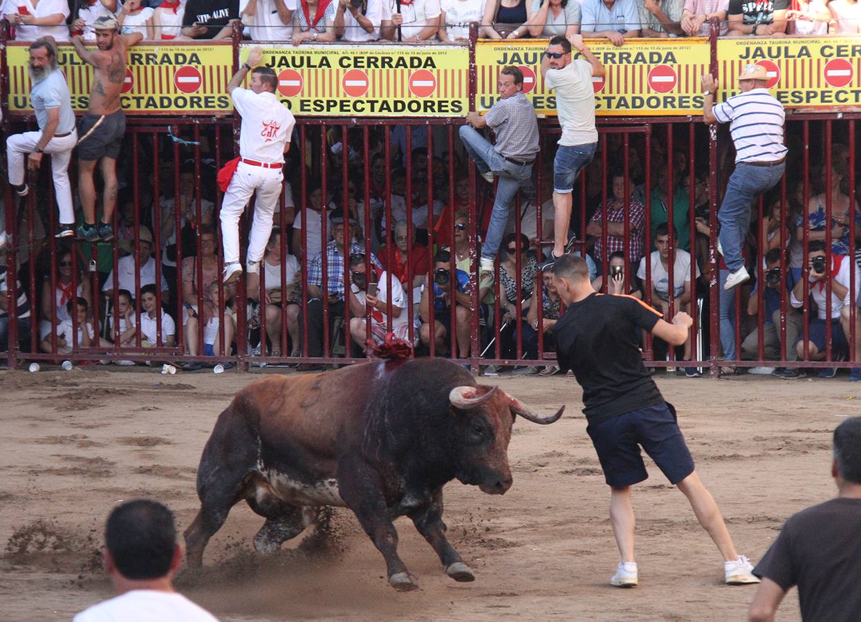 El toro Ciervo de la Juventud Cauriense brilló a gran altura en la lidia de la plaza