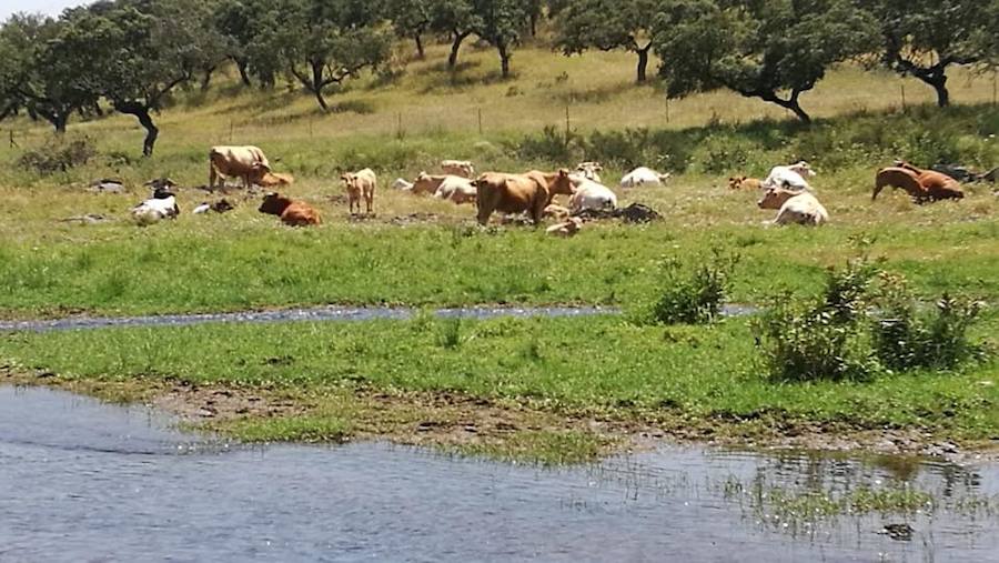 Dos ganaderos han sido sancionados por la Guardería Rural por diversas infracciones