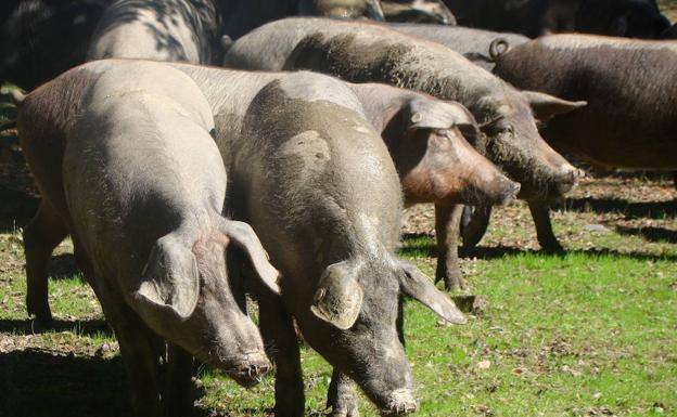 Los promotores del matadero de ibérico prefieren Alconera