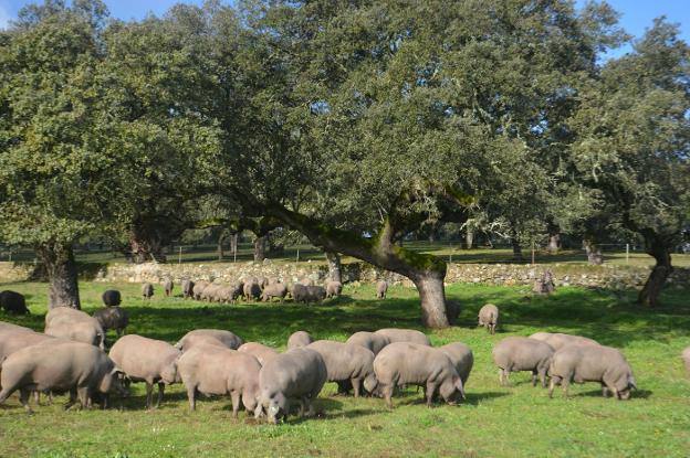 La región extrema los controles ante la amenaza de la peste porcina