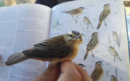 ADENEX celebra el IV Día de las aves de Puebla de la Calzada