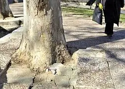 Las raíces de los árboles levantan la acera de la calle Tierra de Barros |  Hoy