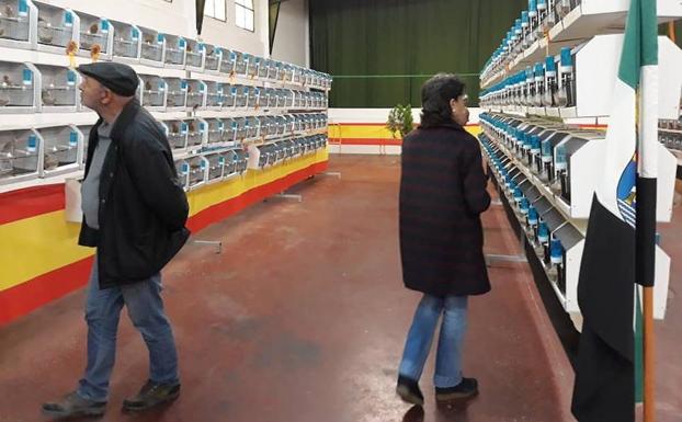 Más de 1.400 ejemplares pasan por el Concurso Ornitológico Ciudad de Zafra