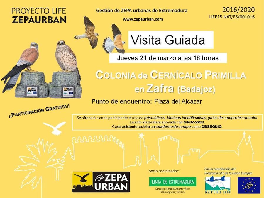 Visita guiada a las colonias de cernícalos primilla