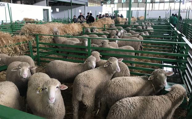 Todos los ejemplares de la subasta de la Feria de Primavera fueron adjudicados con un remanente de 60.000 euros