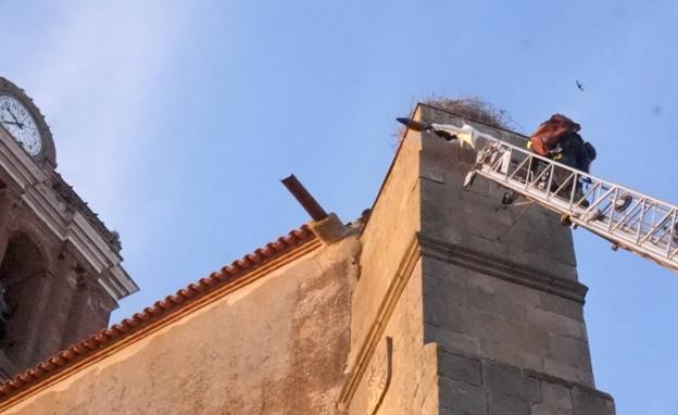 Los bomberos rescataron a un polluelo de cigüeña que quedó atrapado por una pata en su propio nido de La Candelaria