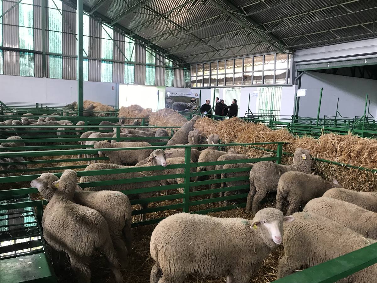 El Ayuntamiento de Zafra convoca 84 puestos de trabajo para la Feria Internacional Ganadera