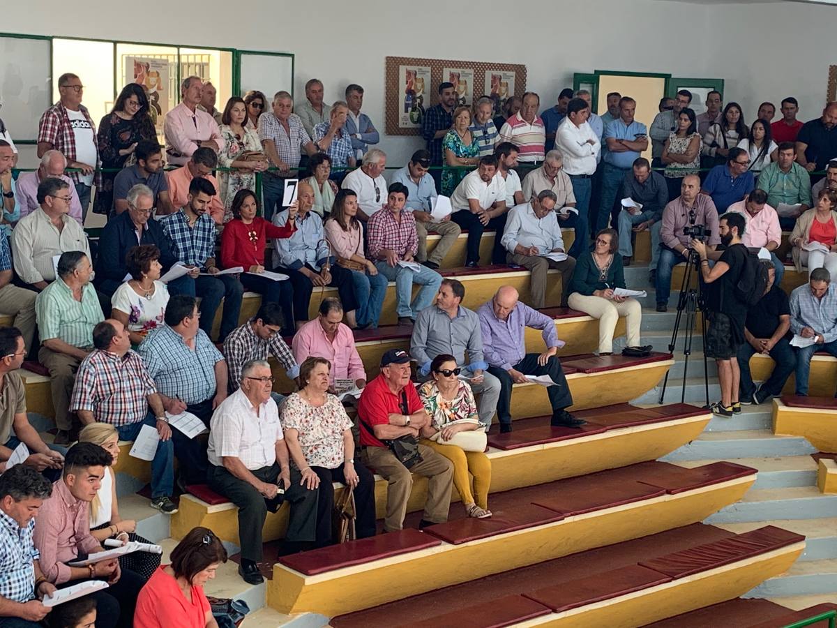 Éxito total en las subastas de ovino en la Feria de Zafra con un remate de 71.590 euros