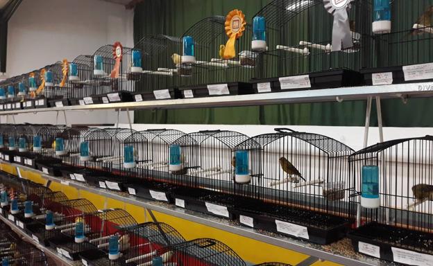 La exposición anual de la Asociación de Canaricultores reúne 1.200 ejemplares en la Caseta Municipal