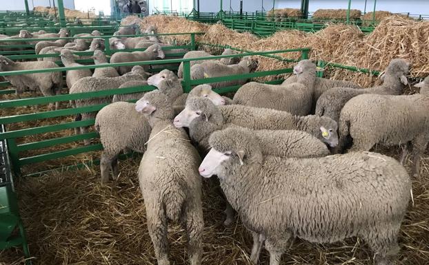 La Feria de Primavera se suspende tras el decreto por el estado de alarma