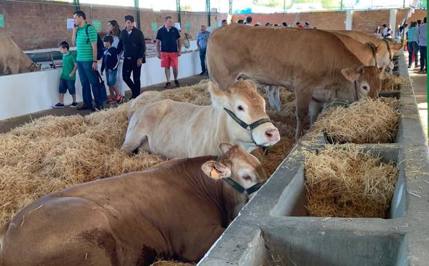 La Entidad Ferial decidirá sobre el mes de julio la celebración de la Feria Internacional Ganadera 2020