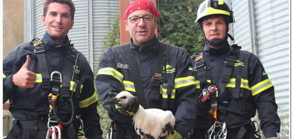 Los bomberos del Parque de Zafra rescatan a un polluelo de cigüeña en Medina de las Torres