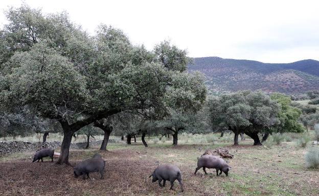 CIBEX y Caja Rural de Extremadura llegan a un acuerdo de financiación para el macromatadero de ibérico