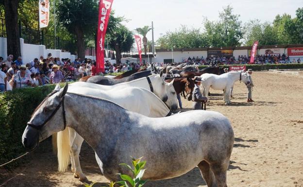 El caballo Pura Raza Español se presenta en la Feria Ganadera Virtual como referente mundial