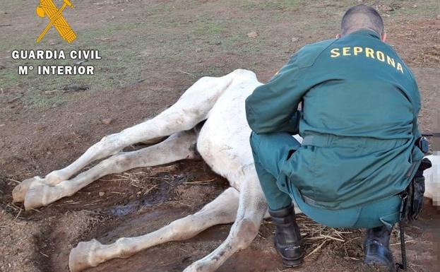 La Guardia Civil investigó a un vecino de Zafra por un delito de maltrato animal con resultado de muerte