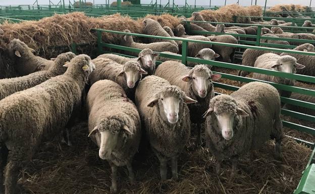 La celebración de la Feria de la Primavera y la FIG en el aire también en 2021 por el coronavirus
