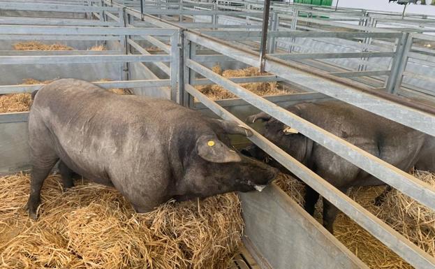 El PP pide el apoyo oficial de la Entidad Ferial al sector del cerdo ibérico ante el sistema de etiquetado nutricional