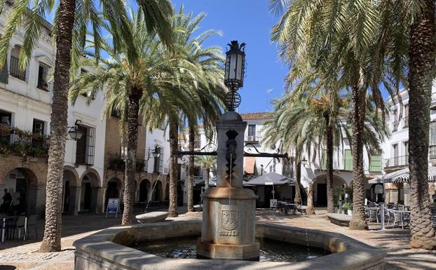 El Ayuntamiento está aplicando un novedoso tratamiento contra el picudo rojo en palmeras de distintos puntos