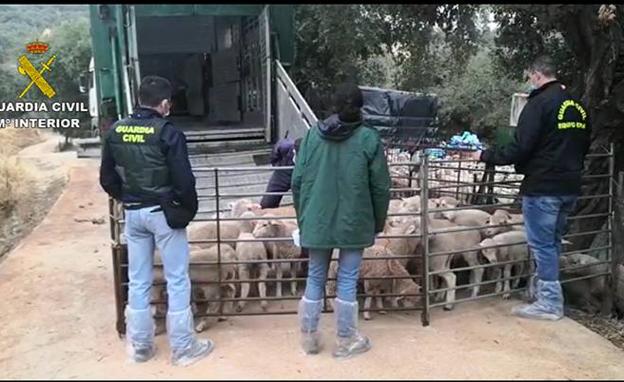 La Guardia Civil detiene a un ganadero e investiga a otros 47 por delito de falsificación documental relacionada con el transporte ilegal de reses vivas