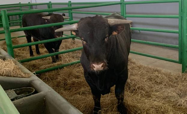 Casi 2.000 cabezas de ganado ovino, bovino, porcino ibérico y equino ya están en sus naves para la Feria Internacional Ganadera