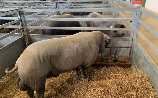 Aeceriber abordará en su jornada cuestiones de gran calado para el porcino ibérico