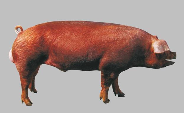 La genética Duroc será el tema principal de la jornada técnica de la ANPS