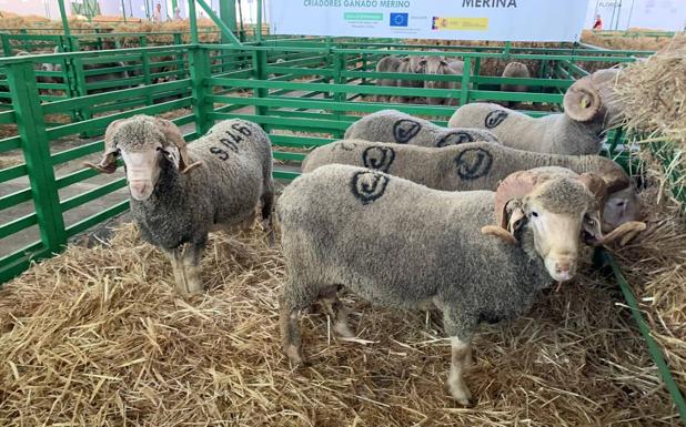 Unas 600 cabezas de ganado Merino están en la feria de las que se subastarán 245