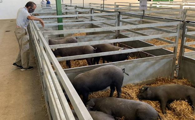 Aeceriber cuenta con 170 ejemplares de 13 ganaderías de porcino ibérico en la FIG