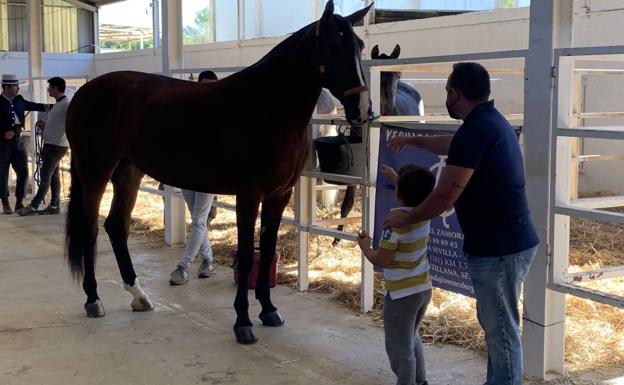 Casi 100 ejemplares de Caballos de Pura Raza Española participan en el concurso morfológico hoy viernes