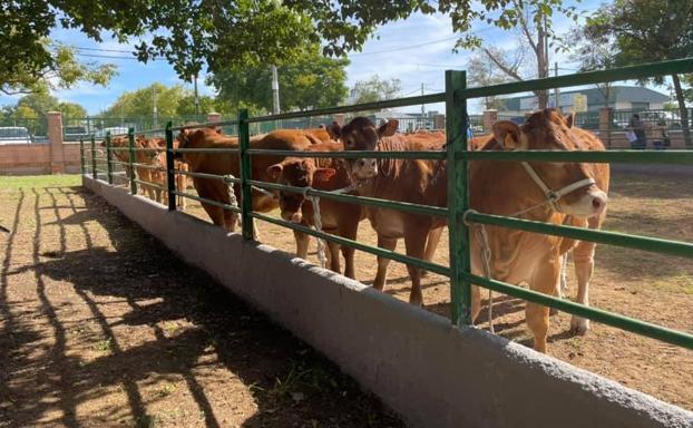 La ganadería Agropecuaria Ramos Heras Espj de las más premiadas en el concurso de Limusin