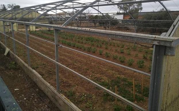 El taller de Huerta y Jardinería de Plena Inclusión ya cuenta con su invernadero inclusivo-terapéutico