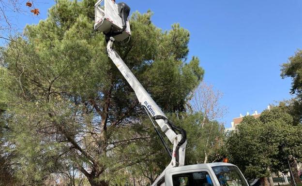La oruga procesionaria adelanta su llegada y se detecta en el parque de La Paz