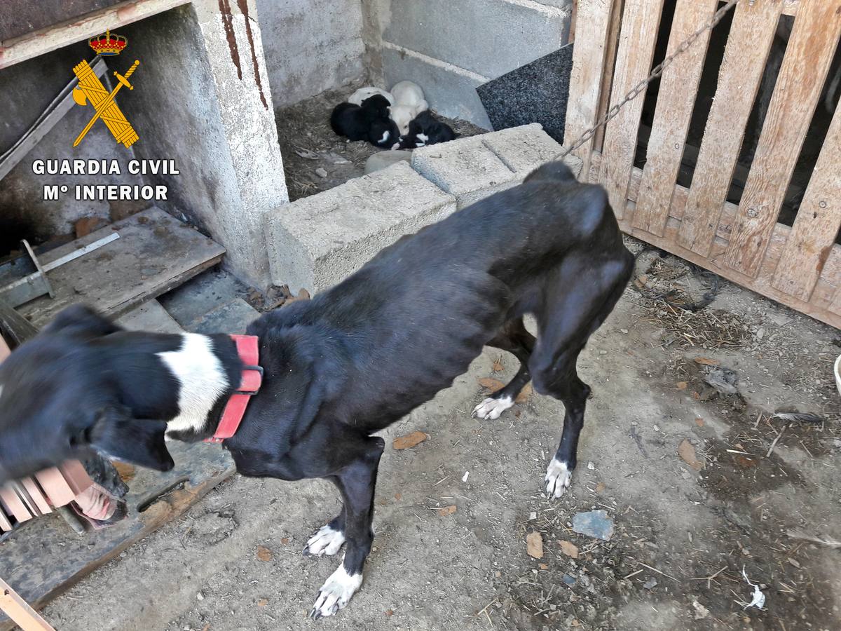 La Guardia Civil investiga a una vecina de Zafra por un supuesto delito de maltrato animal