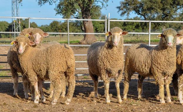 La Diputación de Badajoz estará presente en la Feria Internacional Ganadera de Zafra 2022