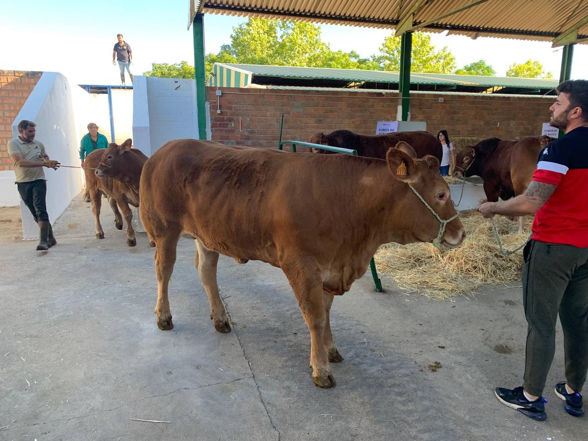 La Feria Internacional Ganadera de Zafra recupera la normalidad con todos sus sectores tradicionales
