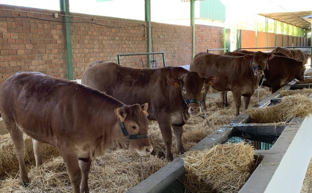 Limusinex vuelve a la feria con el concurso de animales jóvenes y en las subastas oficiales