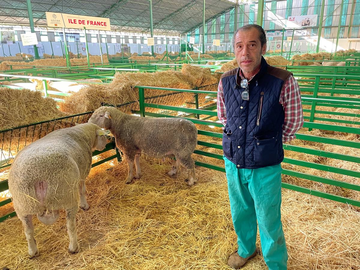 La Asociación Nacional de Criadores de Ovinos Precoces presenta 400 cabezas de ganado en la Feria de Zafra