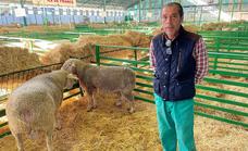 La Asociación Nacional de Criadores de Ovinos Precoces presenta 400 cabezas de ganado en la Feria de Zafra