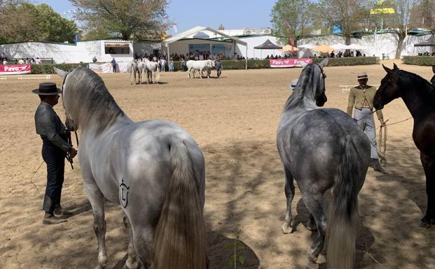 Animales de gran calidad pasaron por el Concurso Morfológico Internacional de Caballos de Pura Raza Española
