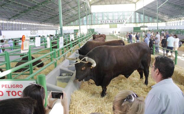 La Asociación de Retinto celebrará sus jornadas divulgativas y entregará sus premios nacionales el próximo martes