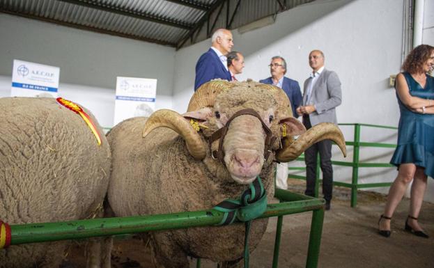 La Asociación Española de Ovinos Precoces entregó los premios de los concursos nacionales de sus cuatro razas